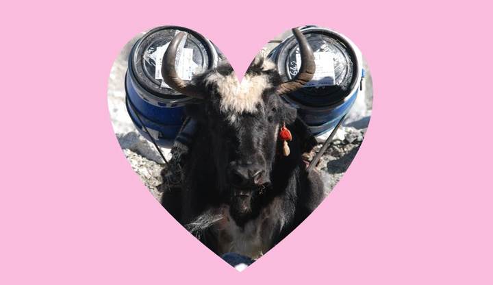 XE Valentines Edition